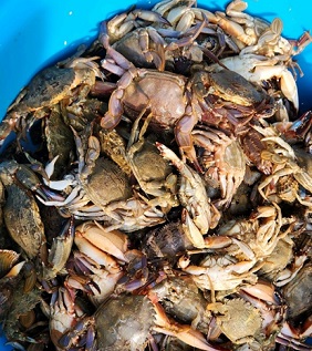 흘곶어촌체험마을