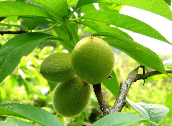 개복숭아효소 효능 담그는법 먹는법