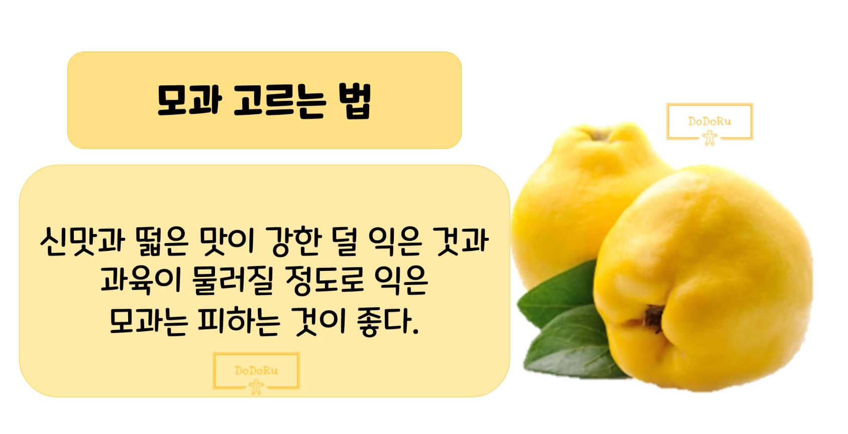 모과-고르는-방법