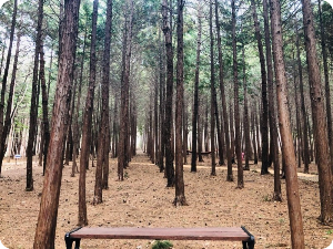 편백숲 힐링공간 출처: 하늘빛 수목정원