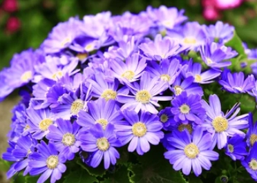 봄꽃 시네라리아