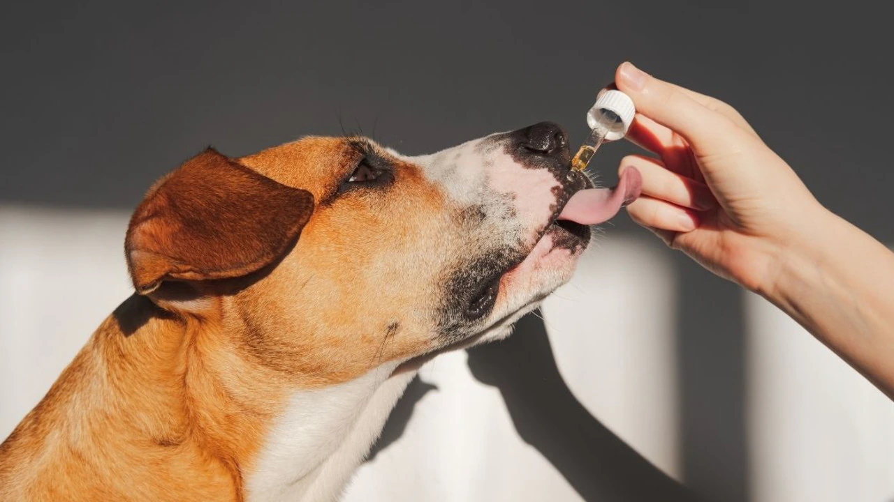 Natural Remedies for Pets: A Comprehensive Guide