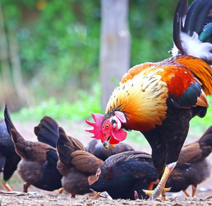 우두머리 암탉이 서열 낮은 닭들을 쪼아대는 모습(made by Bing