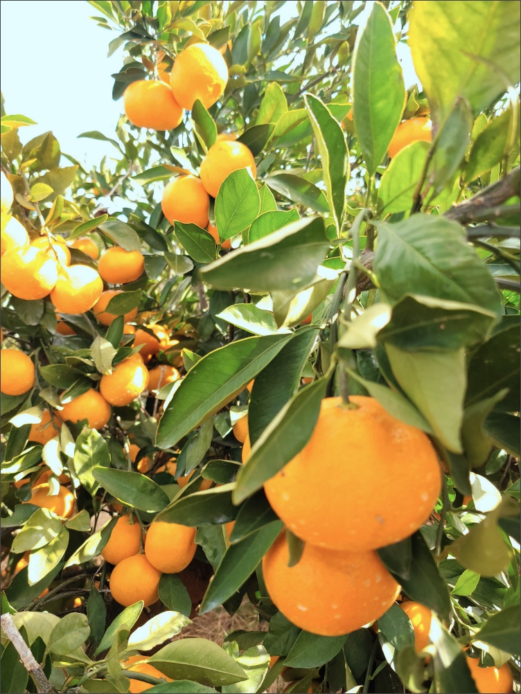 감귤-따기-체험3