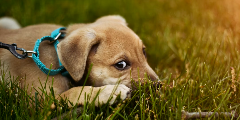 강아지가 자기 발을 무는 이유 (feat.중성화수술) 2