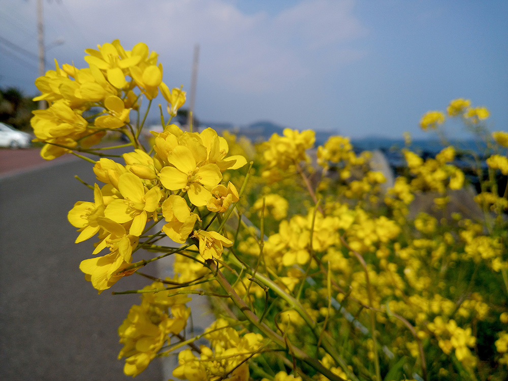 [제주도 Jejudo] 서귀포 유채꽃 국제걷기대회: 흰돌밑 지나며