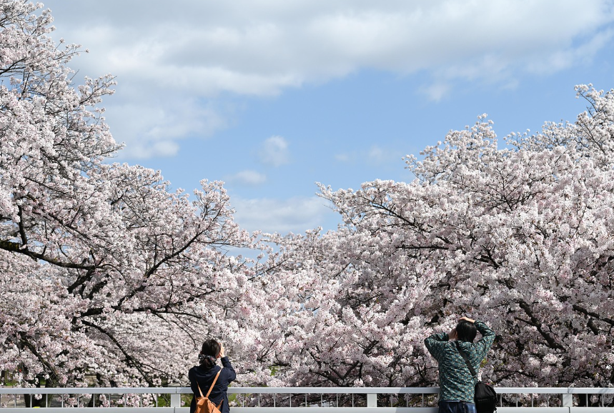 제주 전롱로 한라수목원 벚꽃길