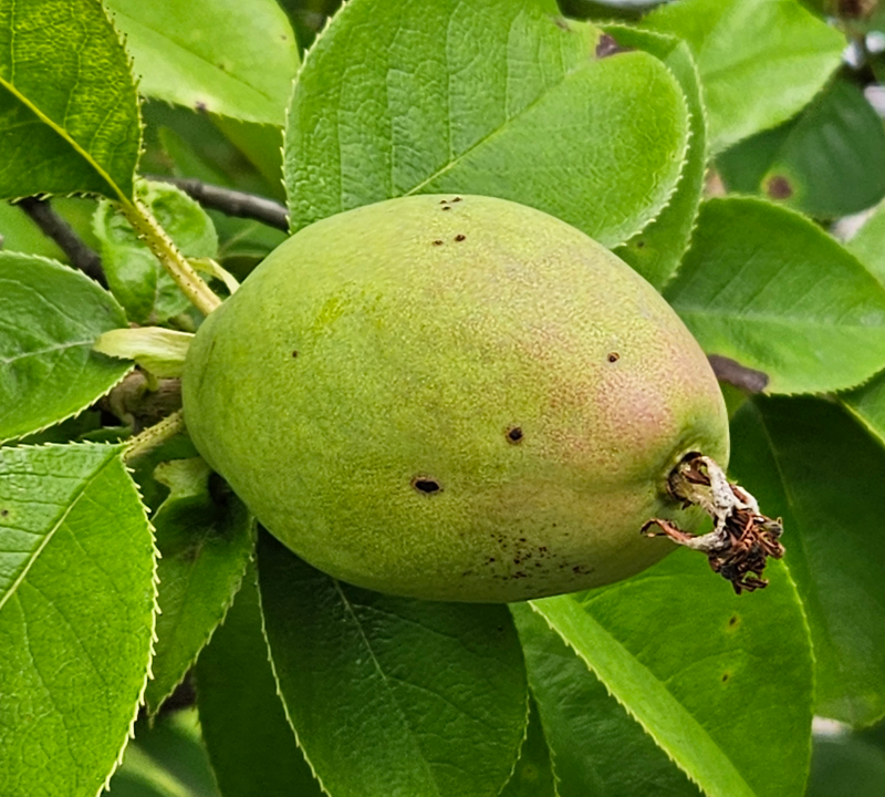 모과나무 열매1