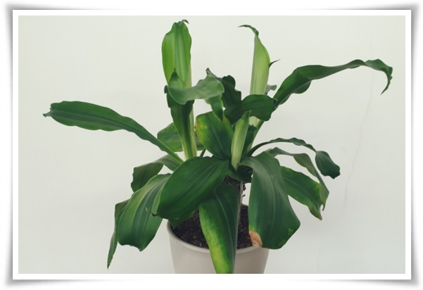 &quot;행운목&quot; 행운을 불러오며 실내 정원을 아름답게 가꾸는 초록의 친구!