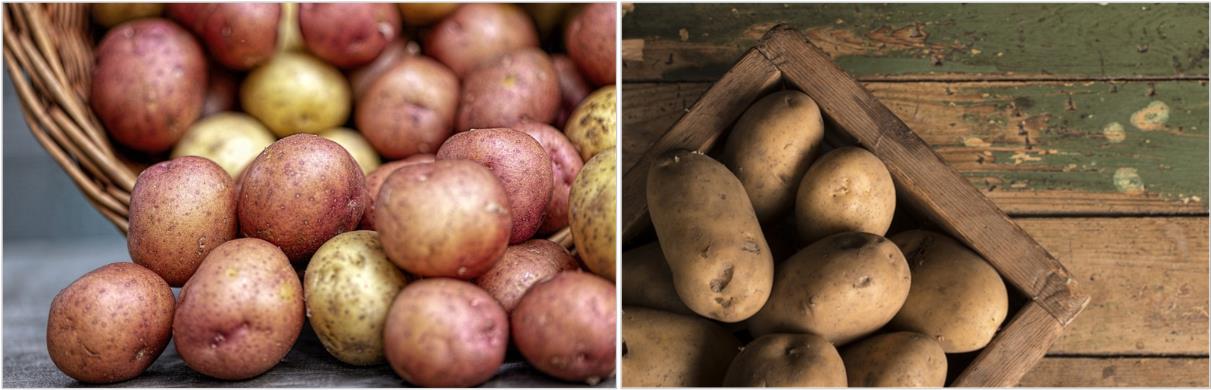 다양한-감자-사진들