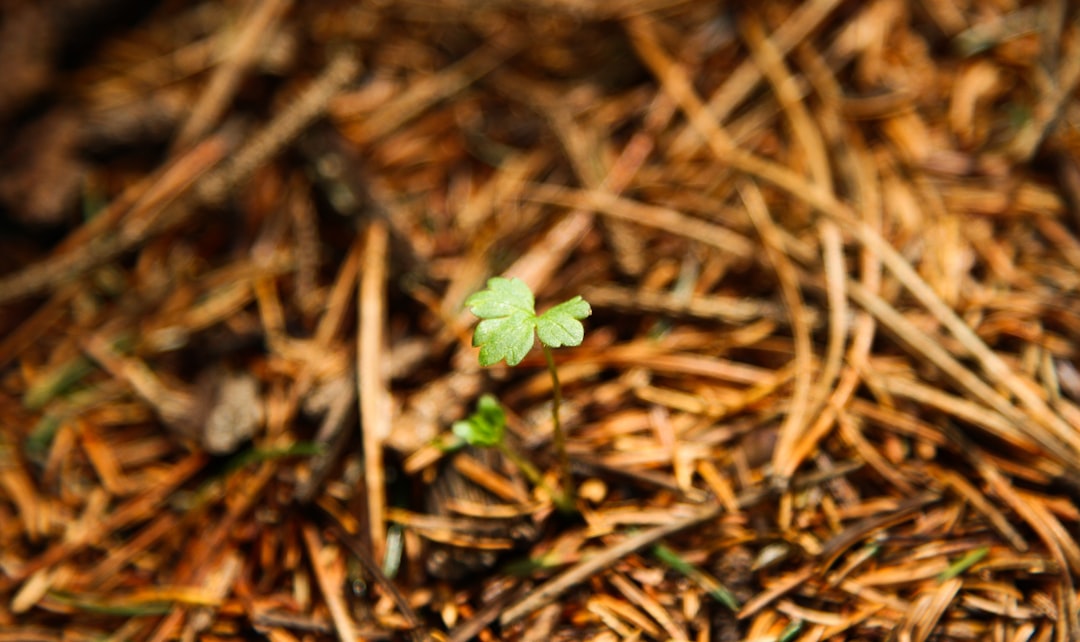 'Growth'