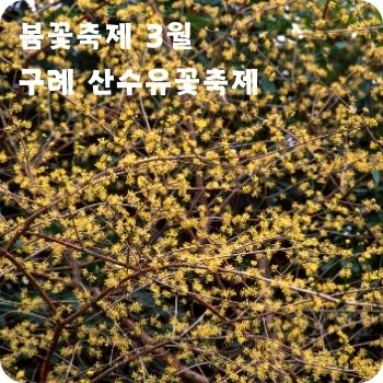 봄꽃축제 3월 광양 매화축제 구례 산수유꽃축제