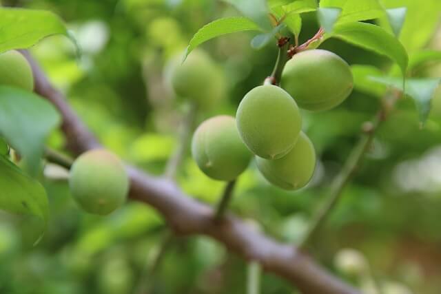 매실-보는-꿈-해몽