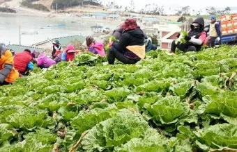 봄동 재배 파종시기 노지 월동 보온 피복 웃거름 타이밍_29