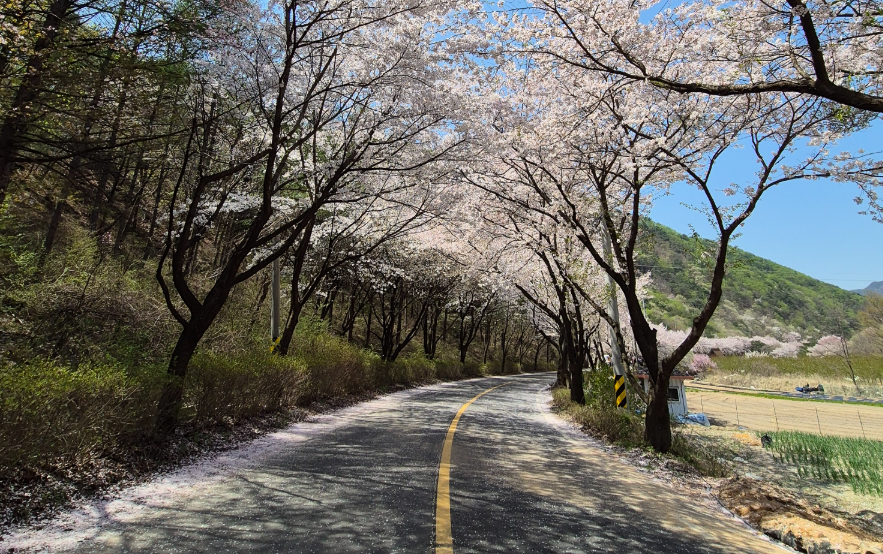 보곡산골 산벚꽃