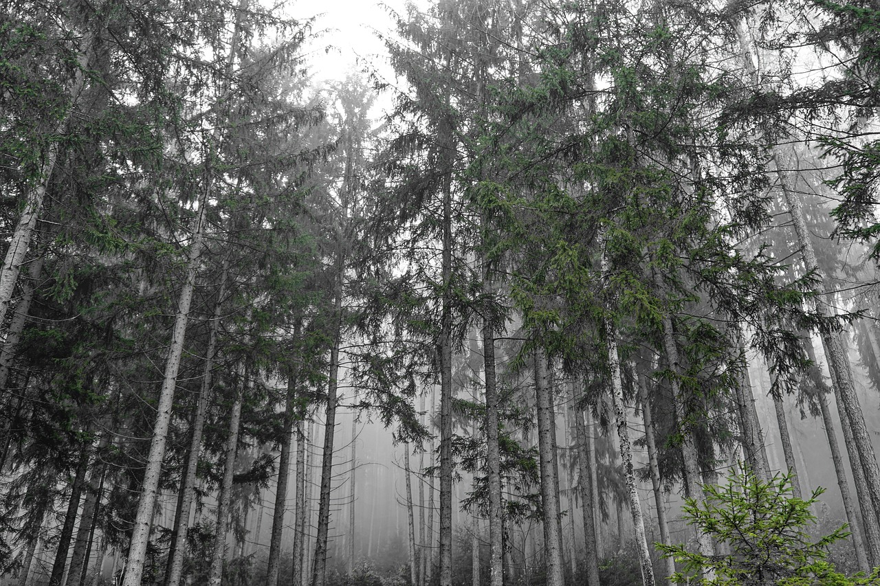 자작나무 숲 사진