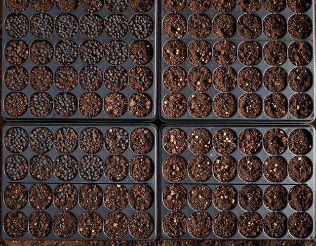 서리태 품종 추천