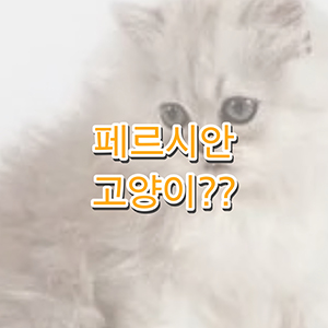 페르시안고양이