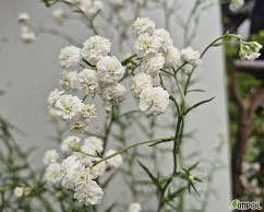 화이트캔디 꽃 이미지 사진