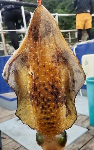 무늬오징어 효능