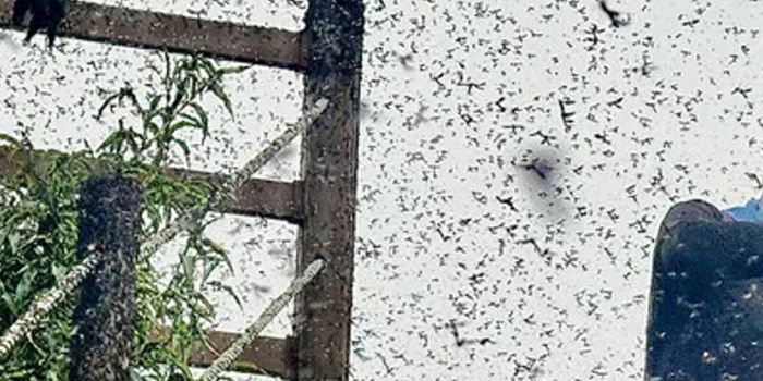 alt="계단과 난간 주변을 가득 메운 러브버그 떼의 군집 비행 모습, 배경에 하늘이 보이는 사진"