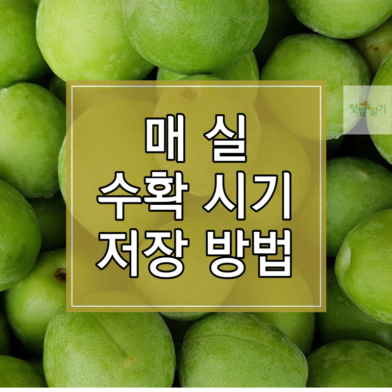 매실 수확시기 저장방법