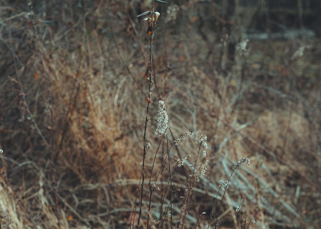 Schisandra.