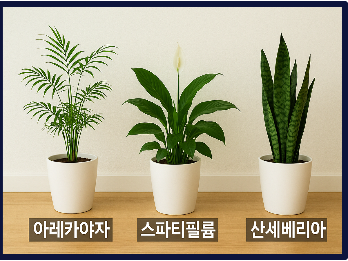 습기를 먹는 식물 키우기 - 아레카야자, 스파티필륨, 산세베리아