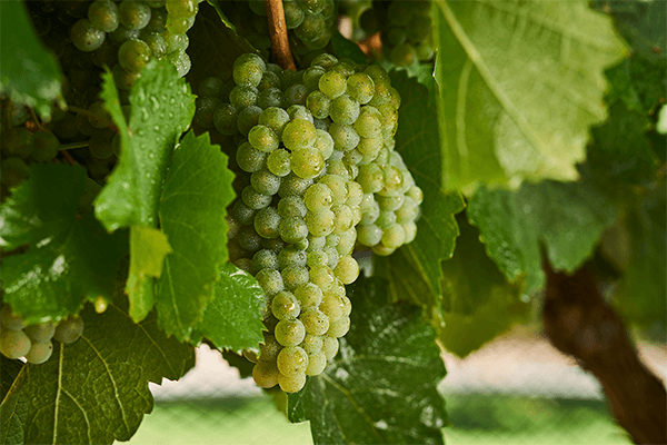 Riesling