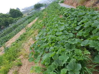 단호박 재배 직파 요령 덩굴 유인 당도 관리_10