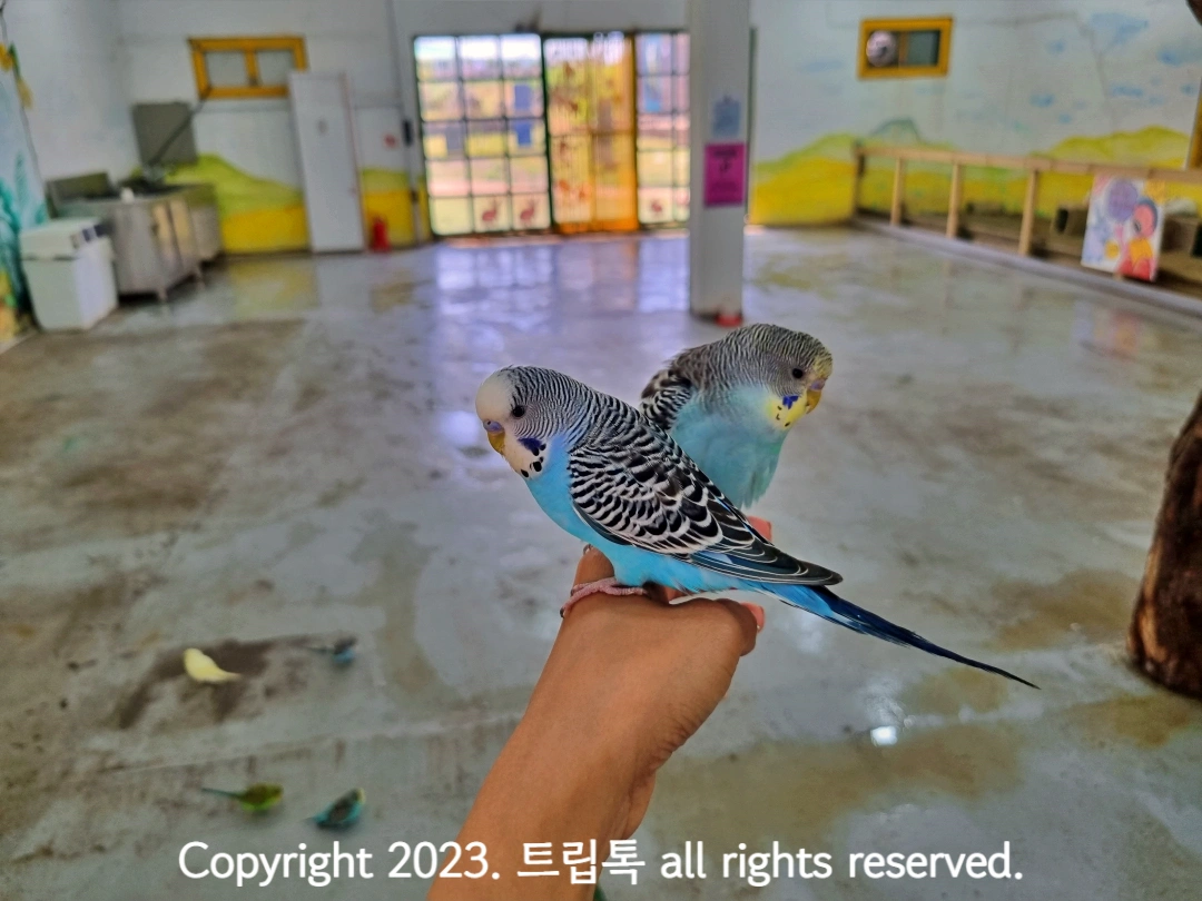손 위에 하늘색 앵무 두마리가 겹쳐서 앉아있다
