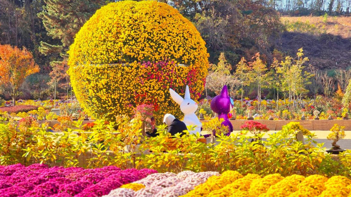 2025 국화축제 추천 (피나클랜드, 포토존, 가을꽃)