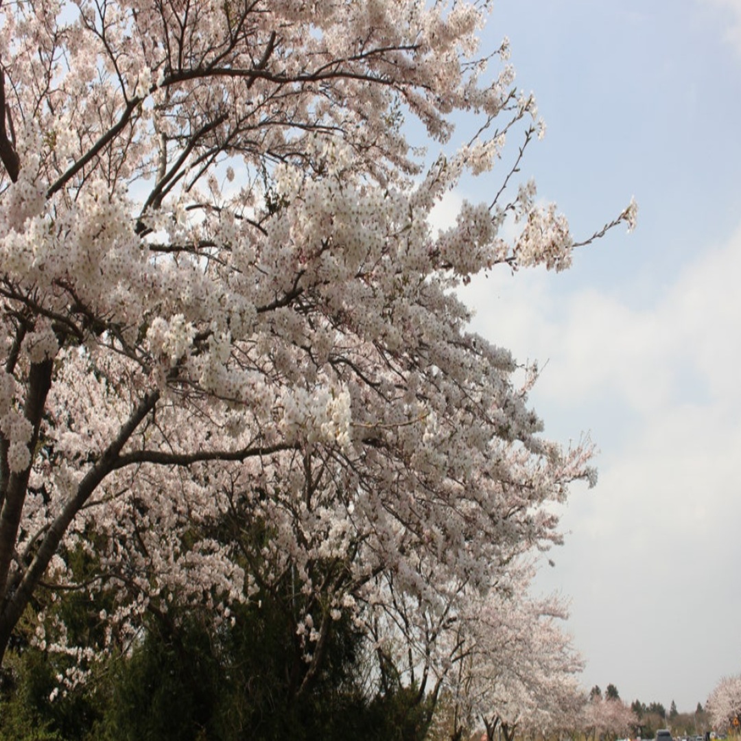 벚꽃