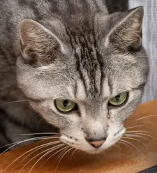 반복되기 쉬운 고양이 방광염