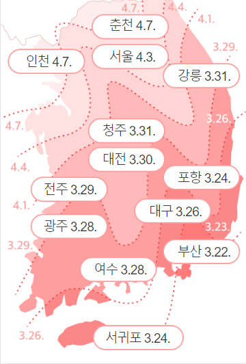 벚꽃개화시기-날짜