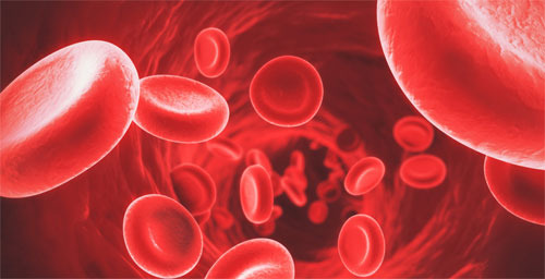 피를 맑게 해주는 음식 식품 4가지