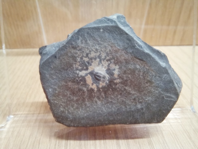 [관찰 학습] 고생대 중생대 화석 수집 (암모나이트 삼엽충 모기 새우)