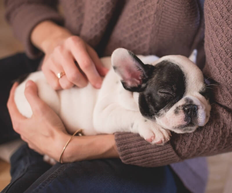 사람 품에서 잠을 자는 강아지 사진