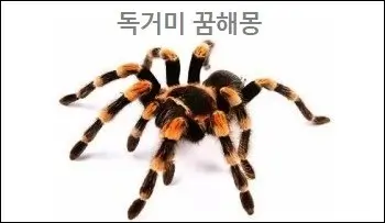 독거미 꿈해몽