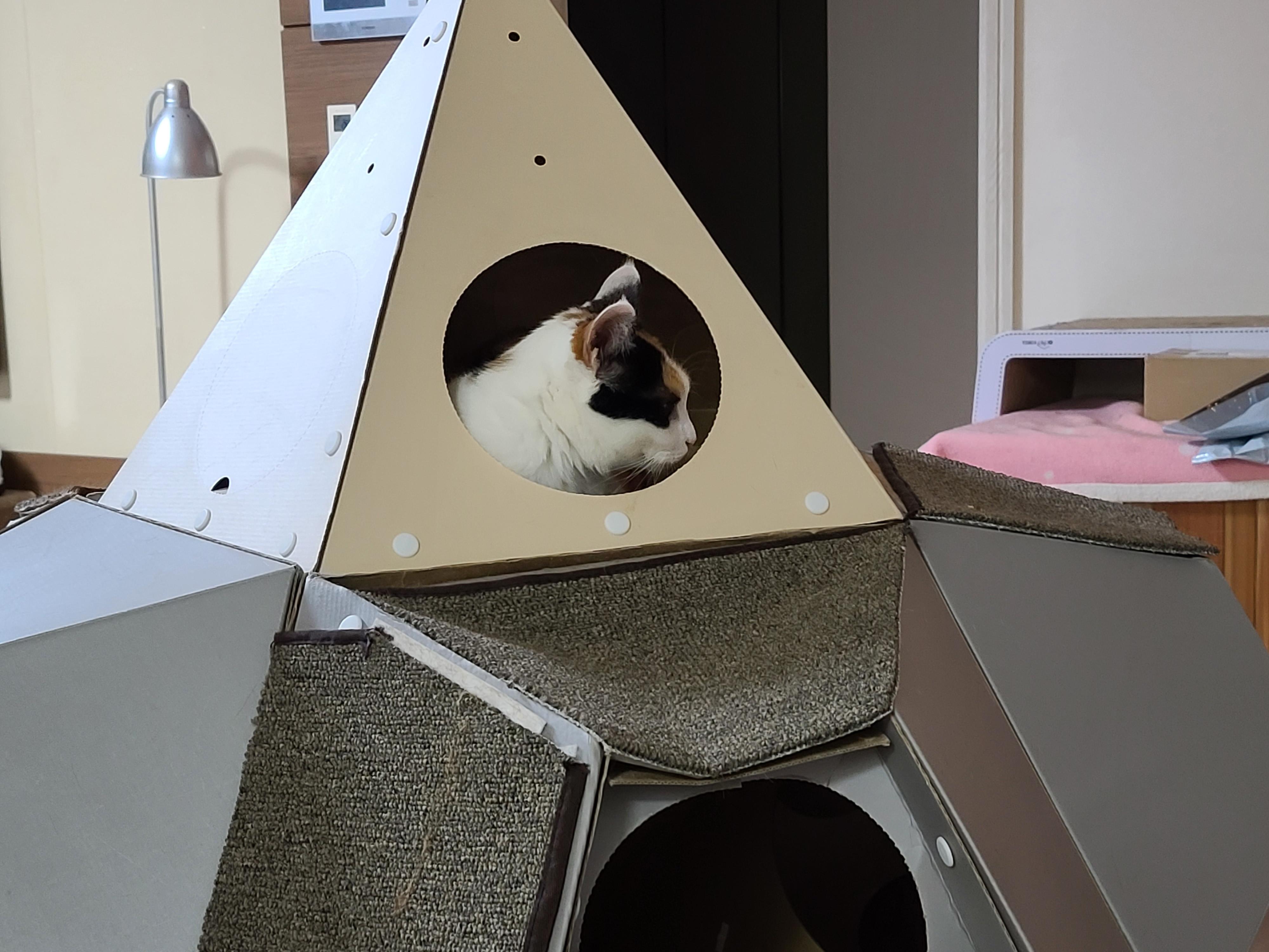 캣미로 꼭대기층 안의 예쁜 삼색이 고양이 요미