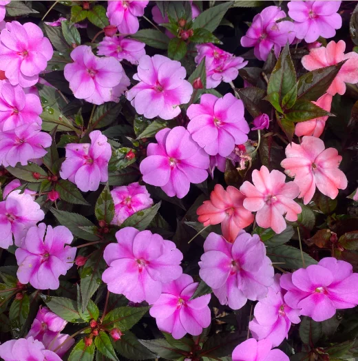 화담숲 예약&amp;#44; 가을 단풍축제 