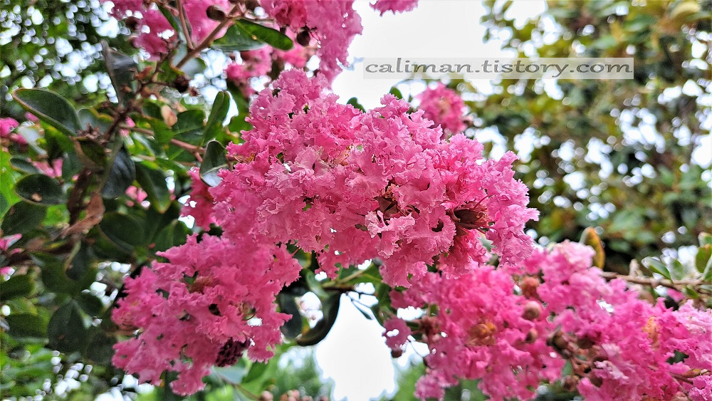 나무(木) 백일홍(Crape Myrtle)