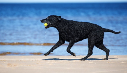 바다에서 놀 정도로 컬리 코티드 리트리버.