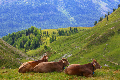스위스 신혼여행