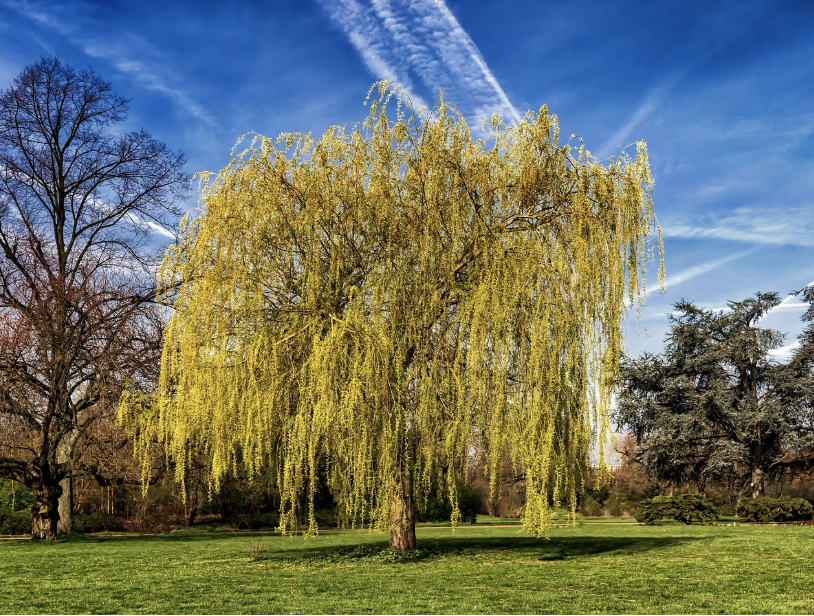 한국과 일본의 정신적 회복을 위한 디톡스 문화 차이