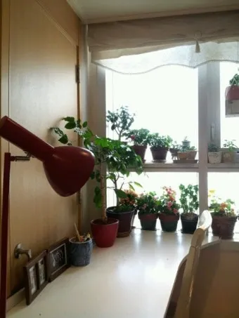 창가 식물 관리 직사광 차광요령 물주기 시간대 잎타는 현상 예방_16