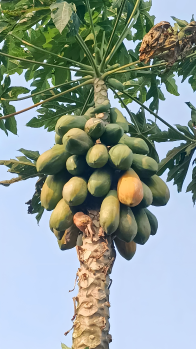 모과가많이열려있는모과나무