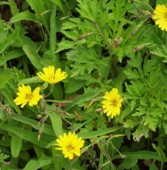 씀바귀 효능과 부작용 먹는법 고르는법