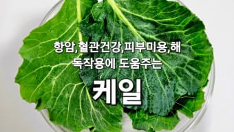 채소의 왕 케일