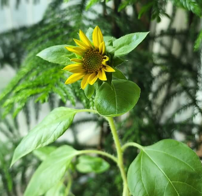 첫번째 해바라기